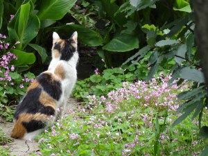 chat dans le parcC01196