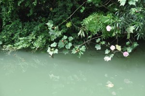 Wushen fleurs du fleuve