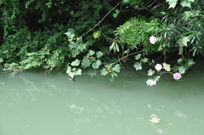 Wushen fleurs du fleuve