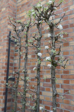 Bercy. La taille en espalier