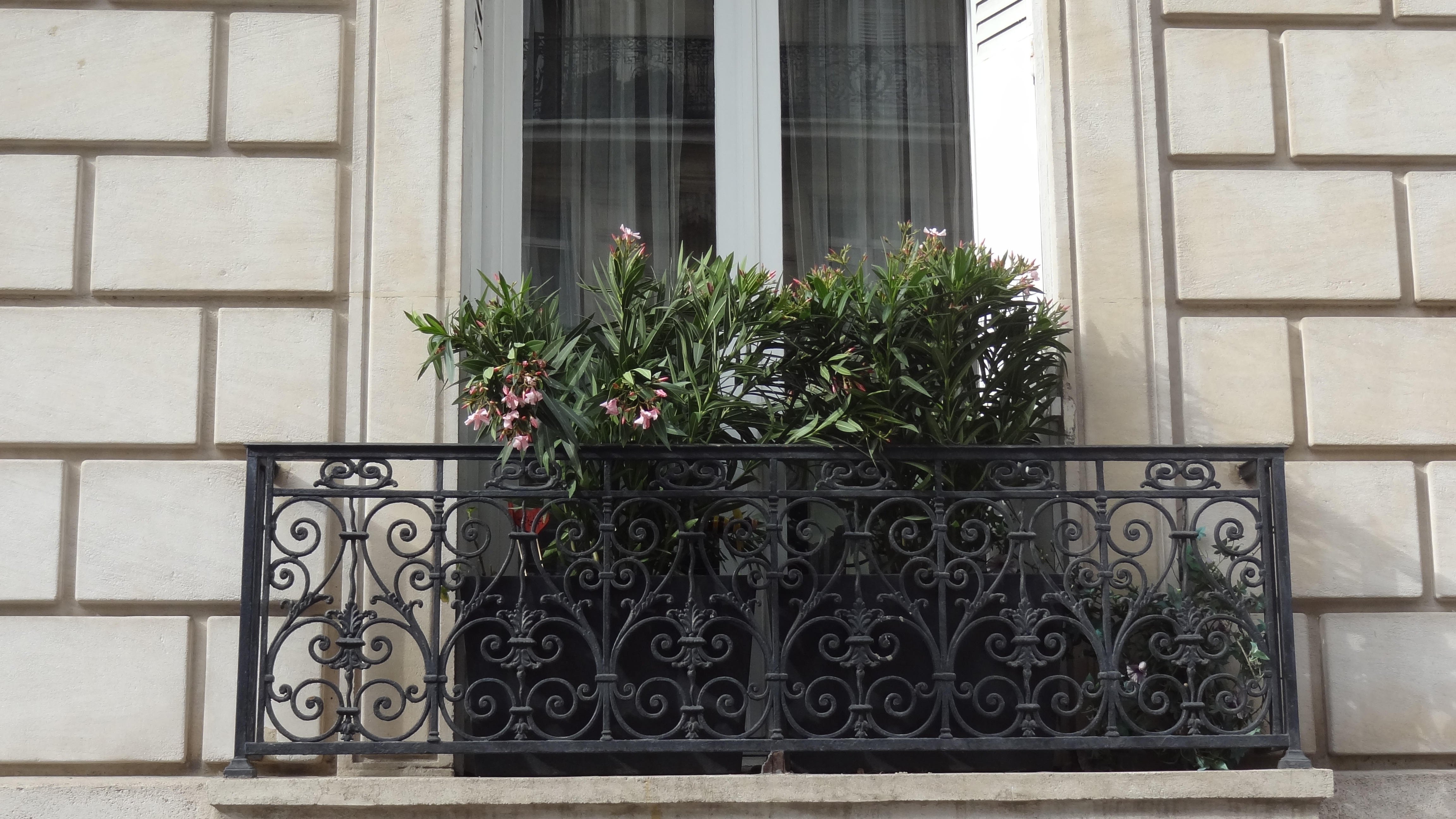 rue Michelet. lauriers roses