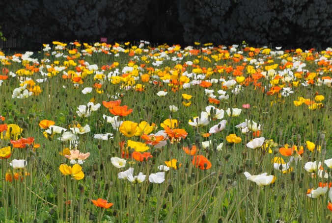 les pavots du Jardin des Plantes