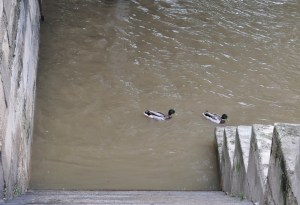 crue de la Seine. 2 juin 2016