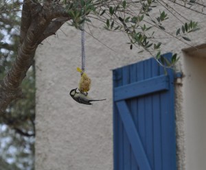 Mésange charbonnière