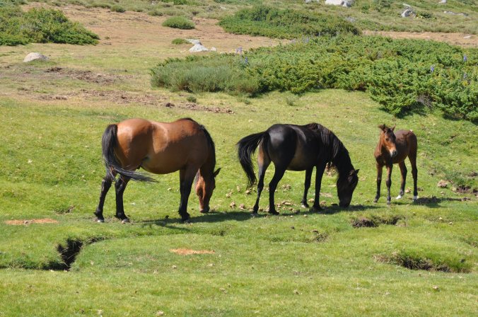 Chevaux au Cuscione