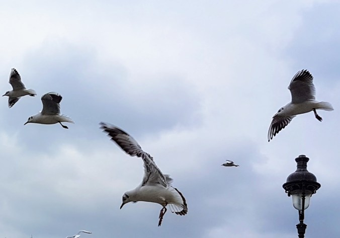 oiseaux-de-mer-paris-2