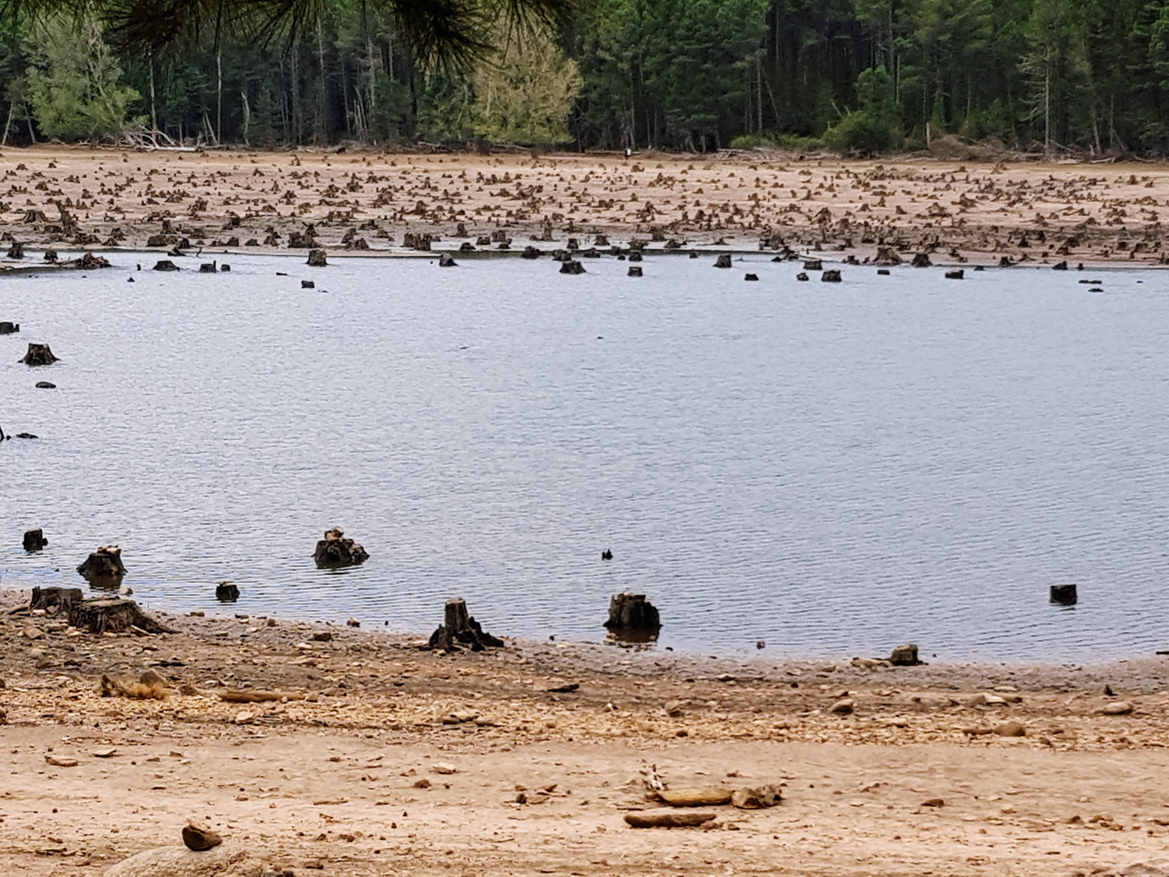 lac de l'Osp_dale les souches