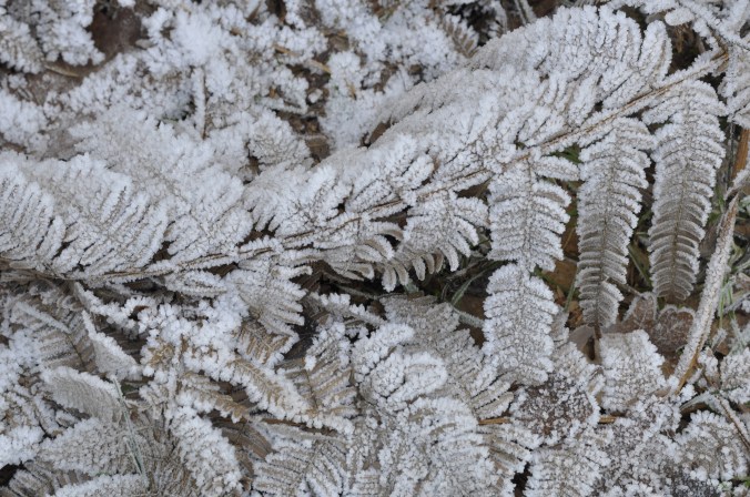 23.1.2016 Les fougères2