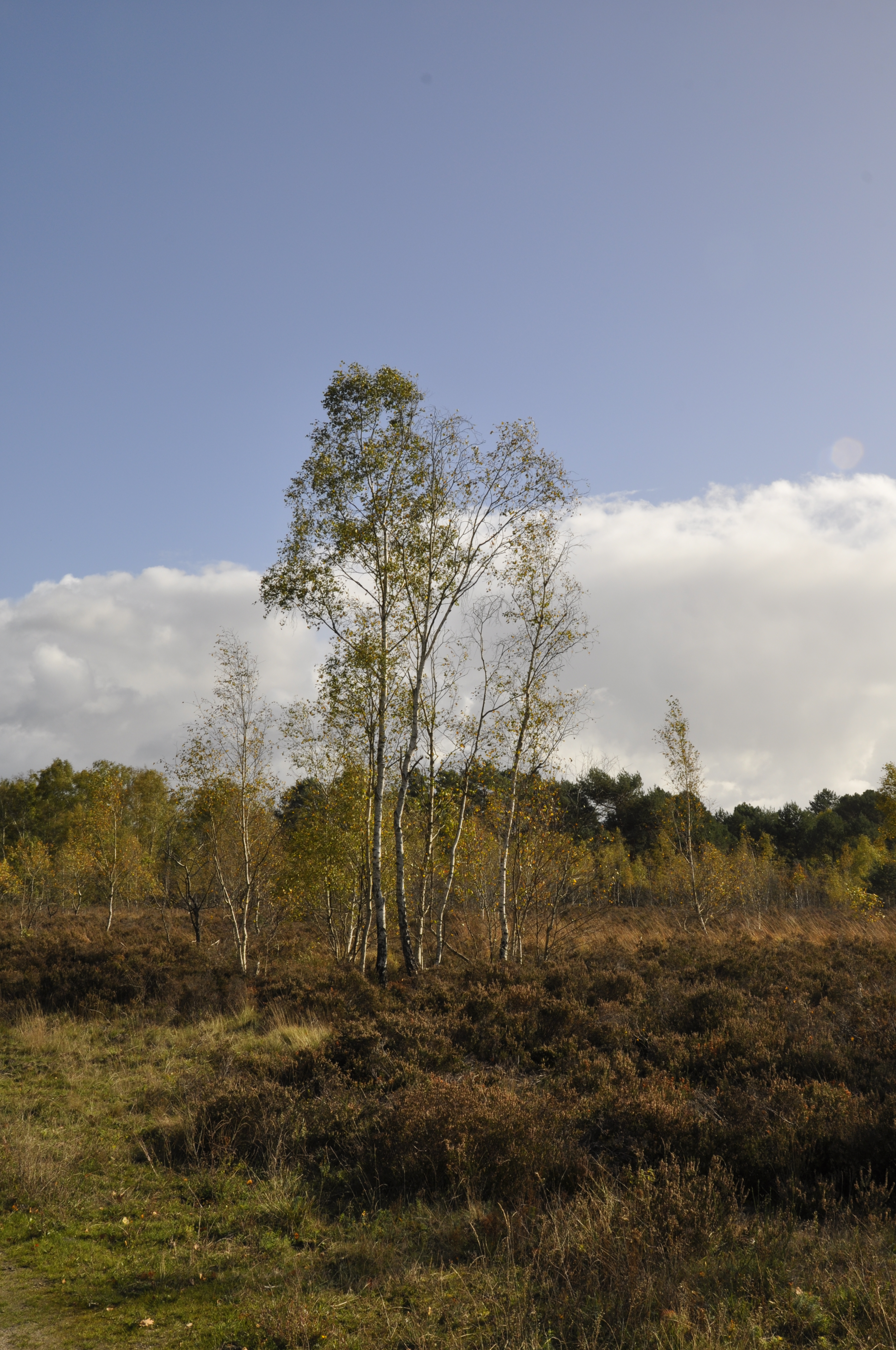Bouleaux sur la lande