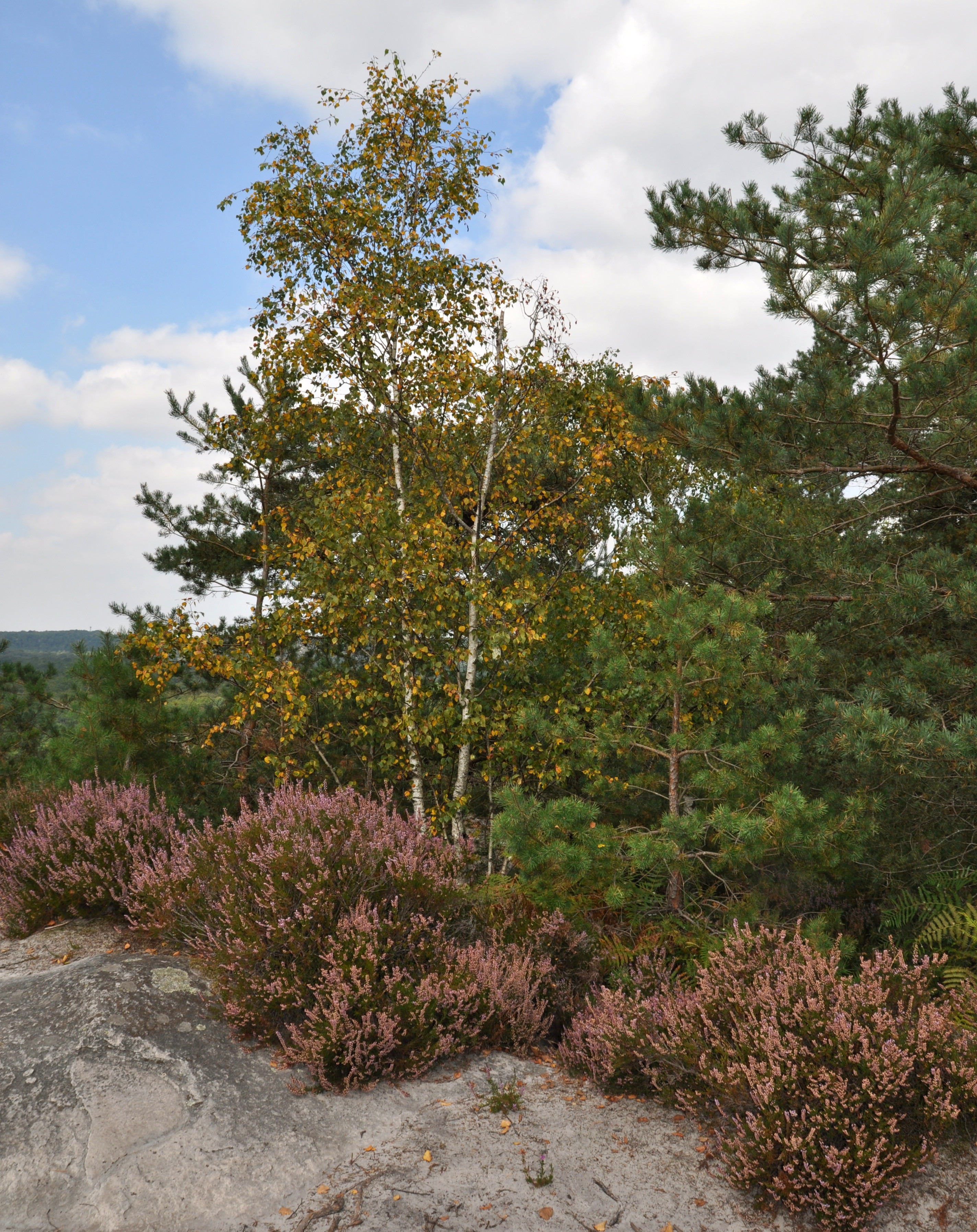 bruyères bouleaux pins