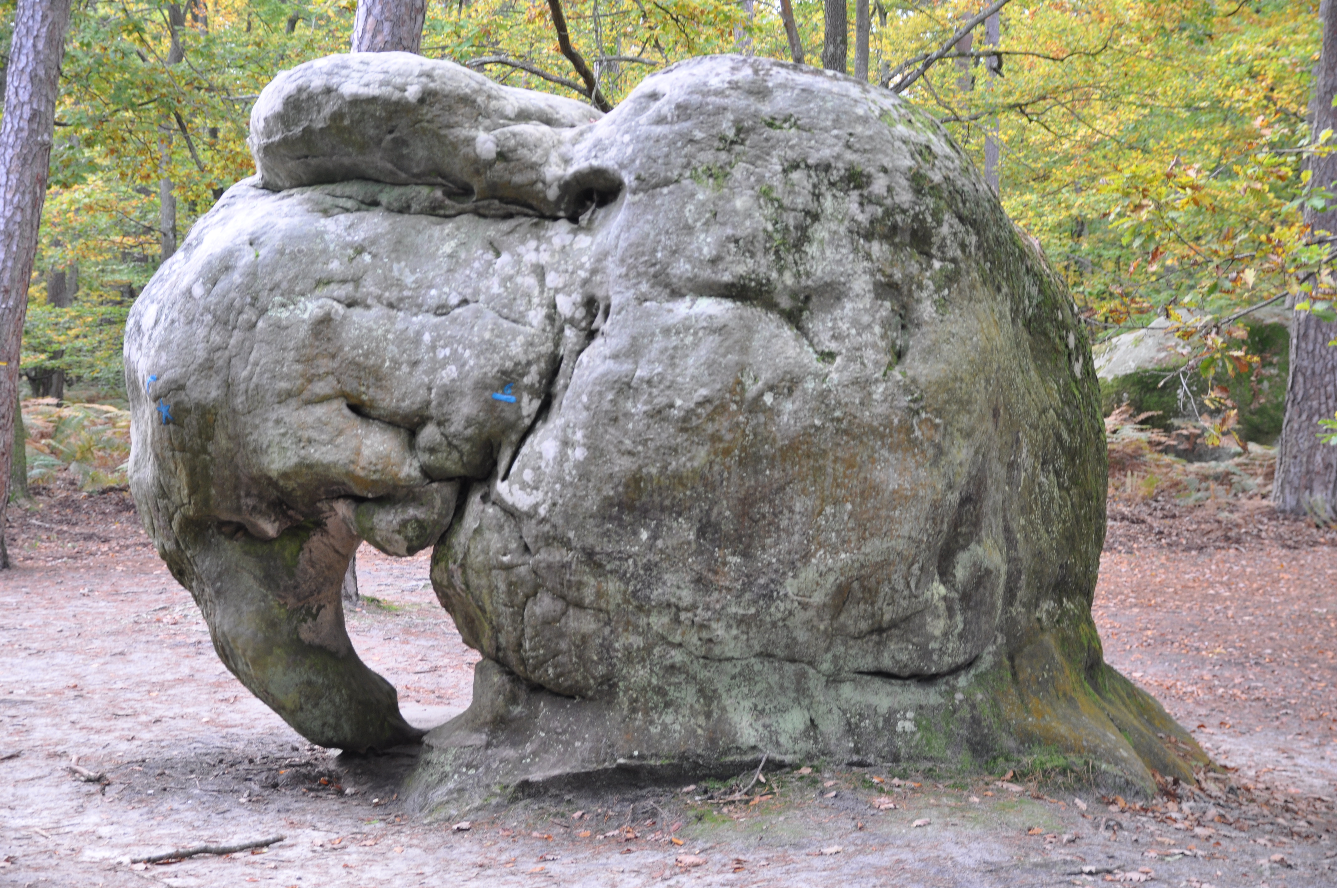 éléphant près de Larchant DSC_0042