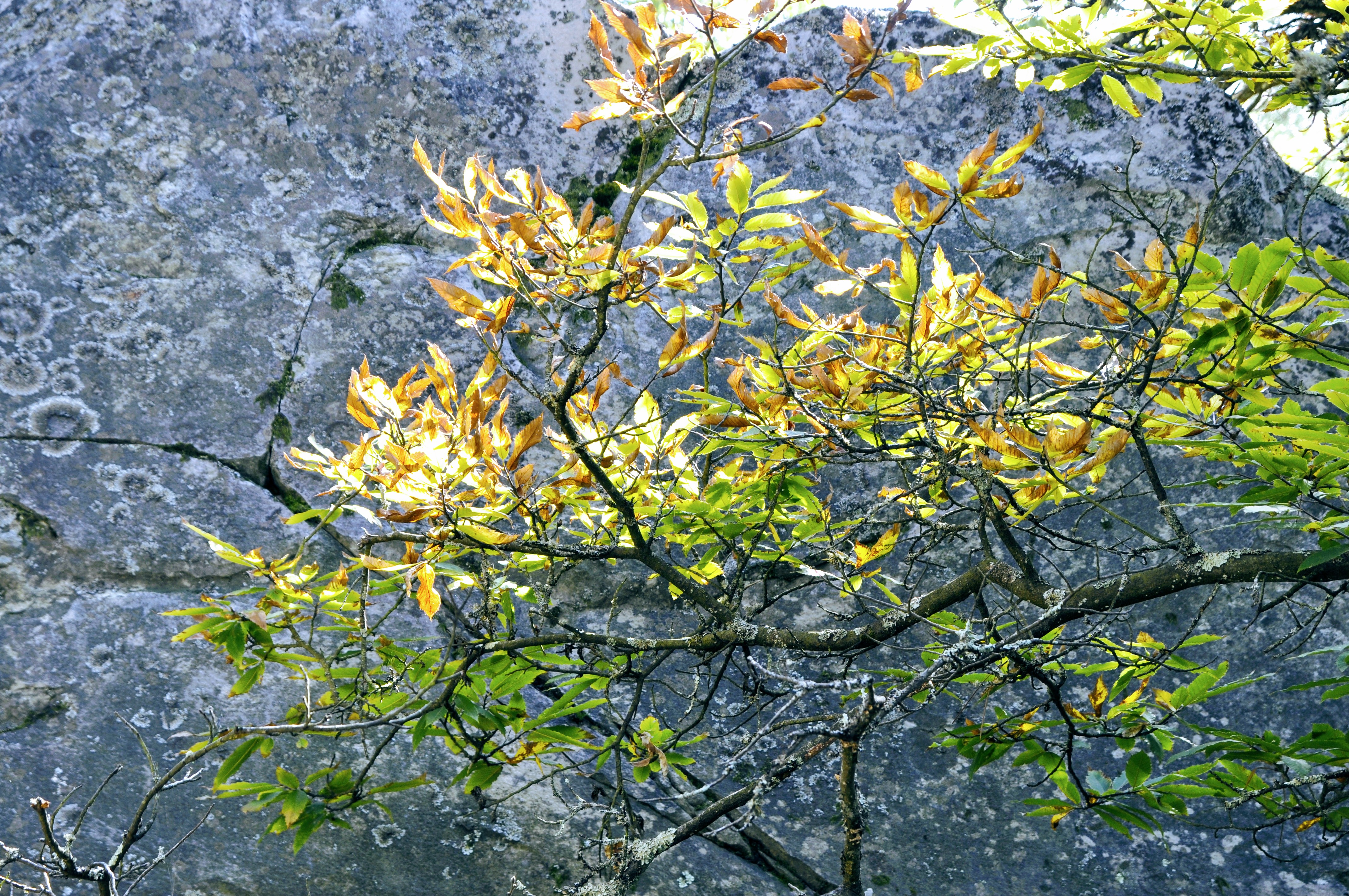 Fontainebleau 09.2017. Branches dorées et roche