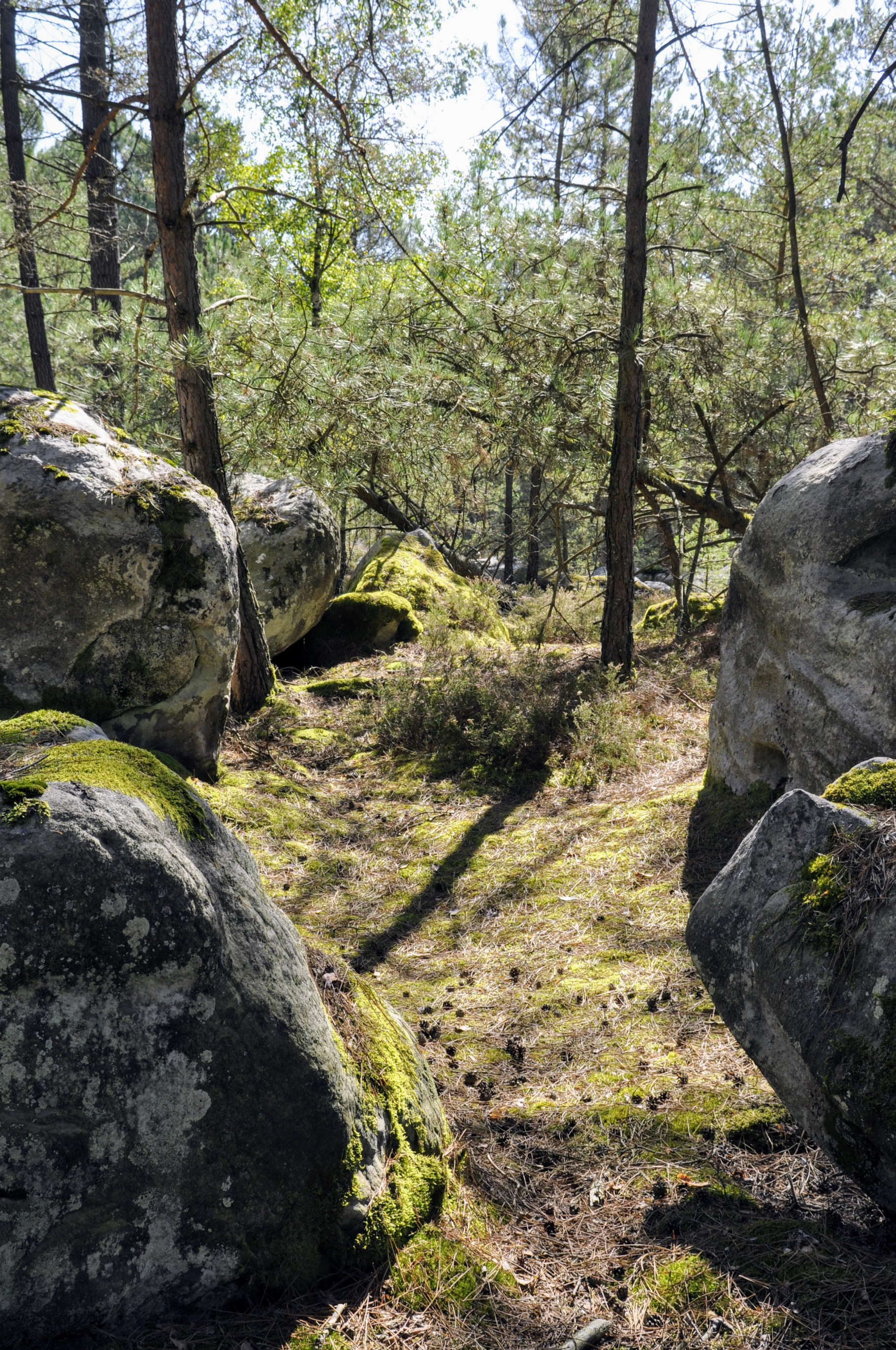 Fontainebleau 09.2017. Sous-bois de sept (2)