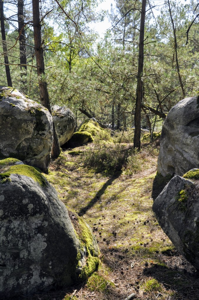 Fontainebleau 09.2017. Sous-bois de sept (2)