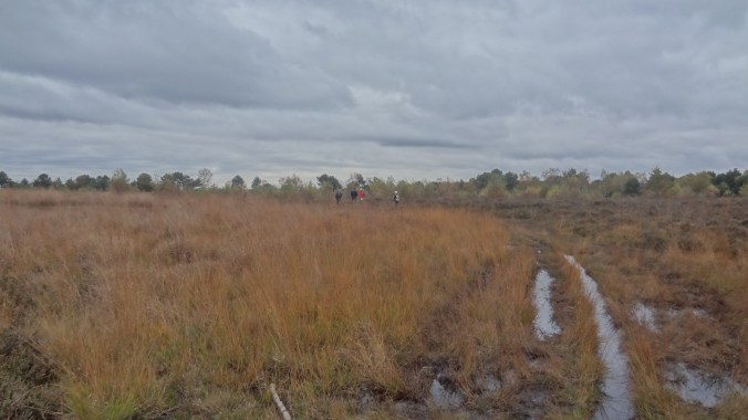 Fontainebleau. La lande