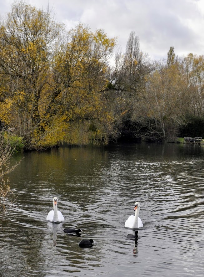 Bassin de Morsang. Deux cygnes (1)