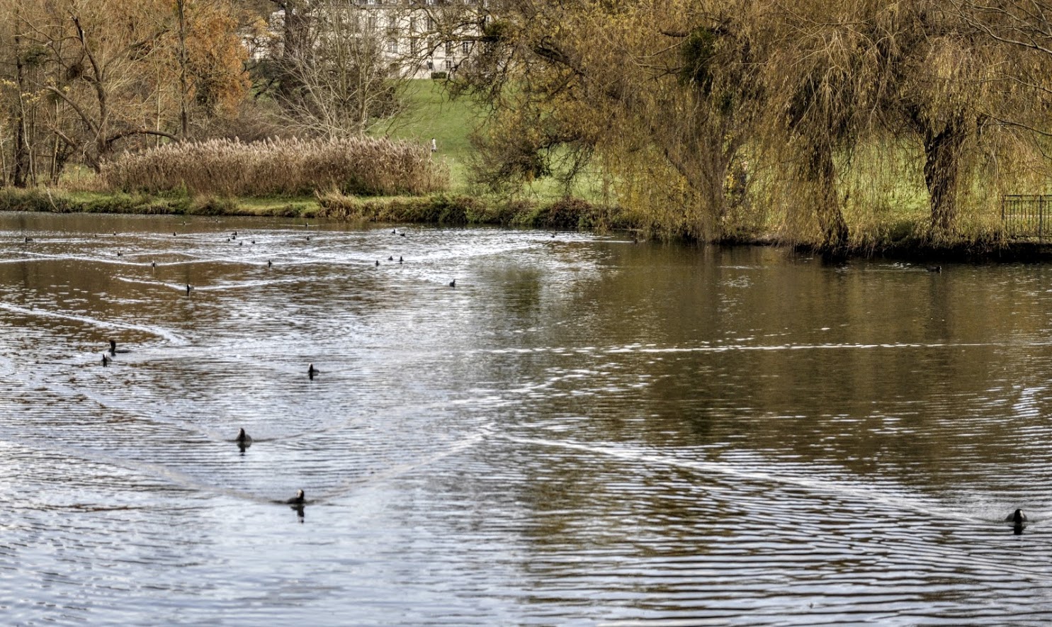Bassin de Morsang. les Foulques (1)