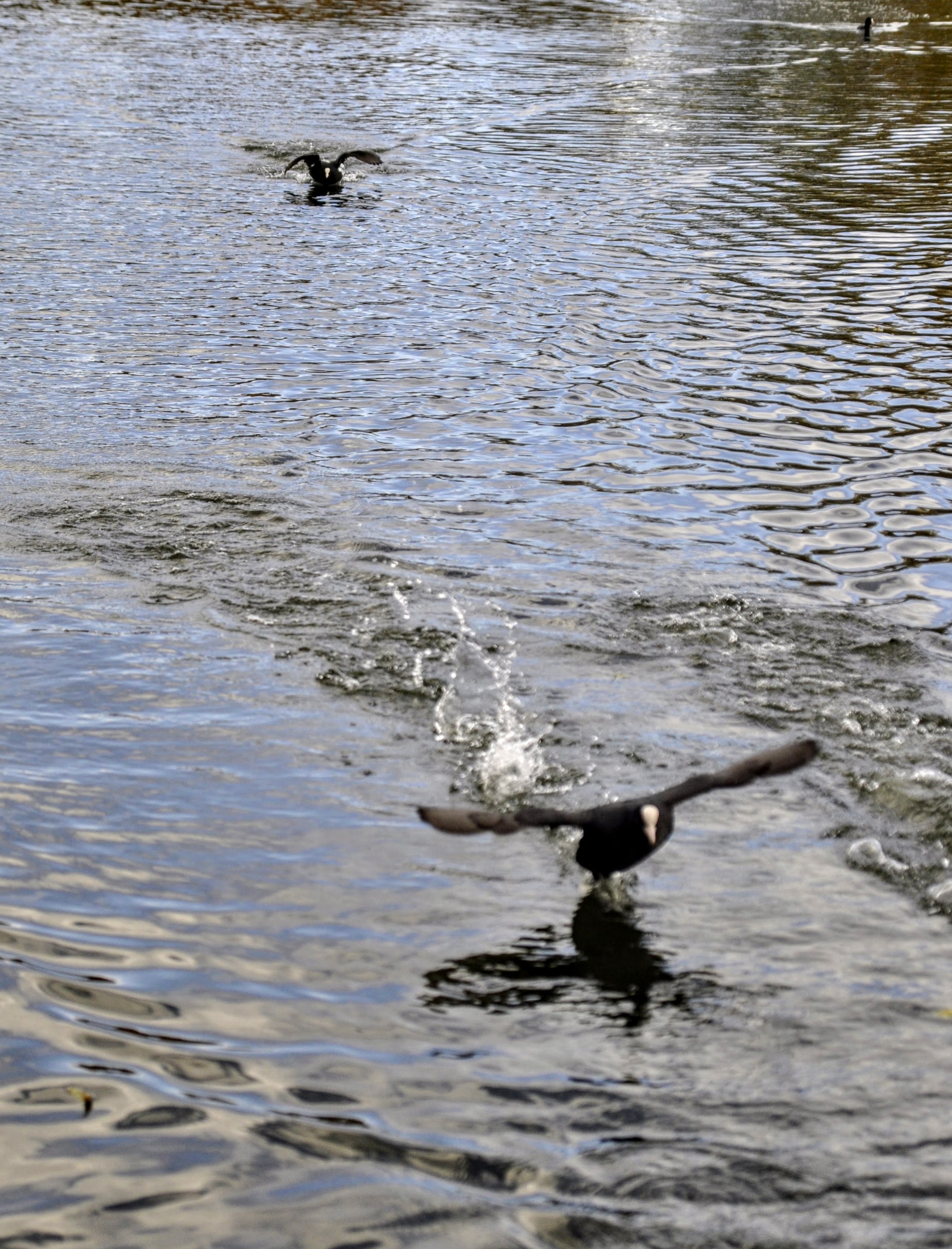 Bassin de Morsang. Les foulques noirs