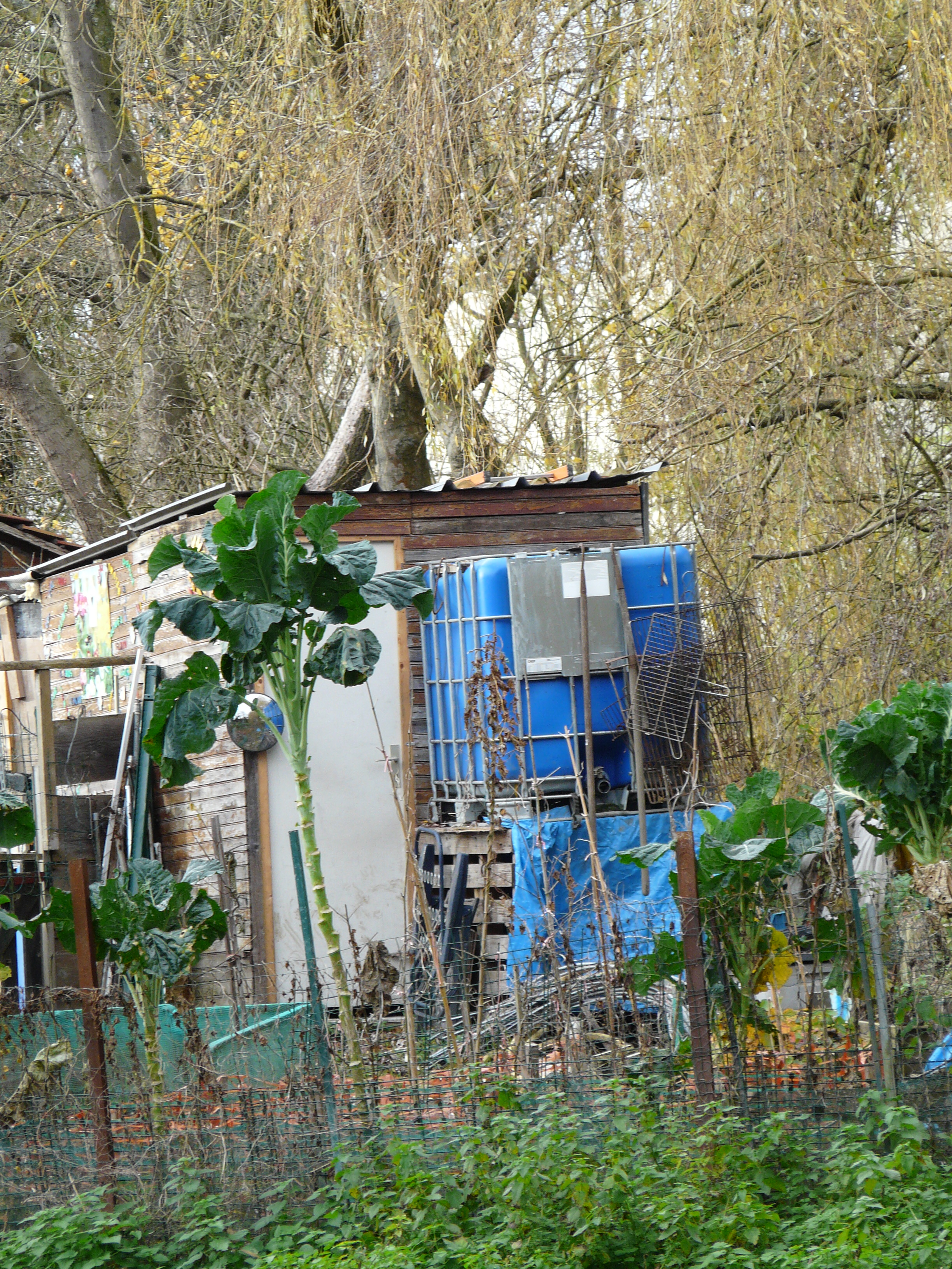 Bords de l'Orge. Jardinet. Sarah