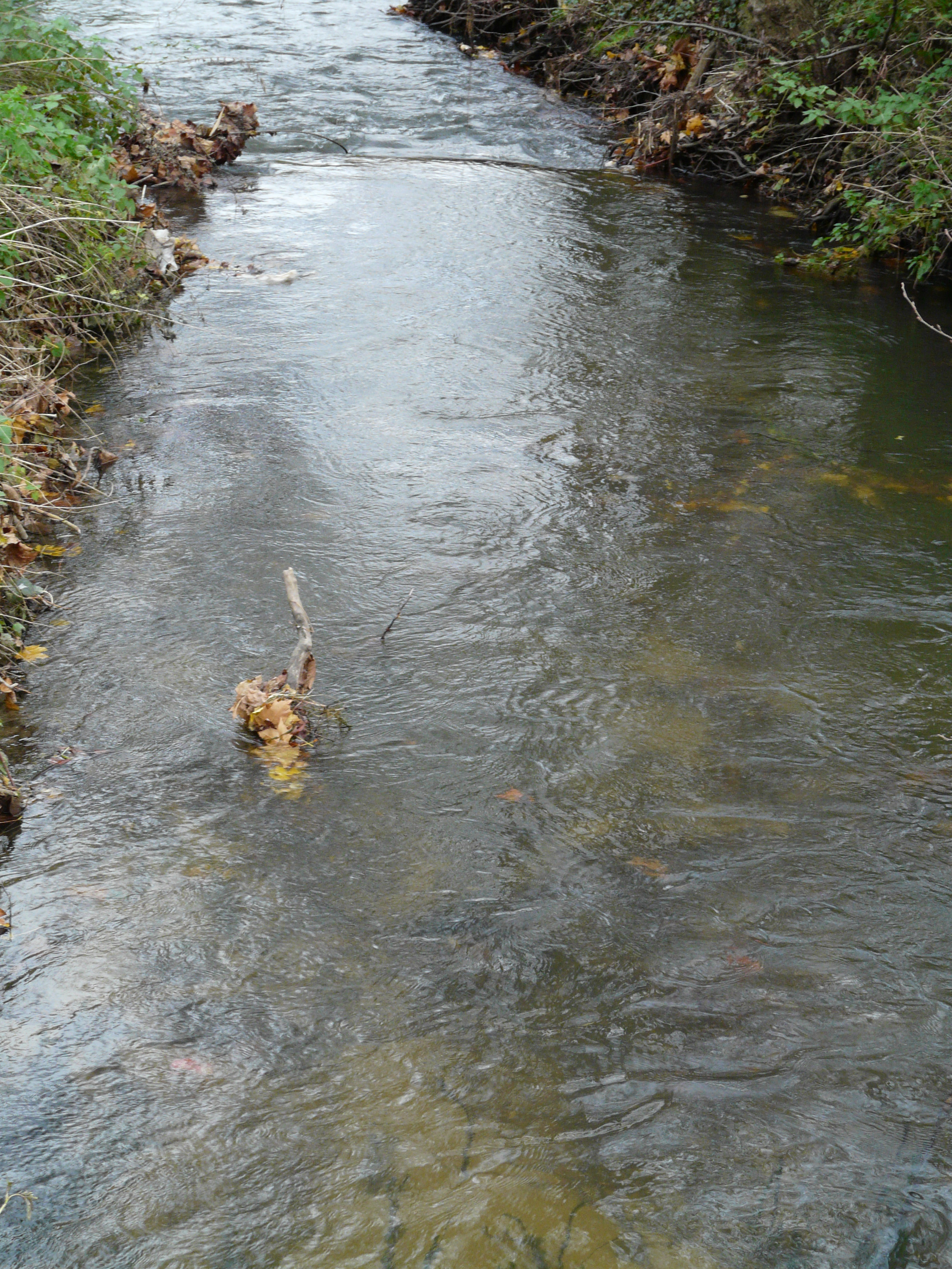 Bords de l'Orge. Le paquet de feuilles Sarah
