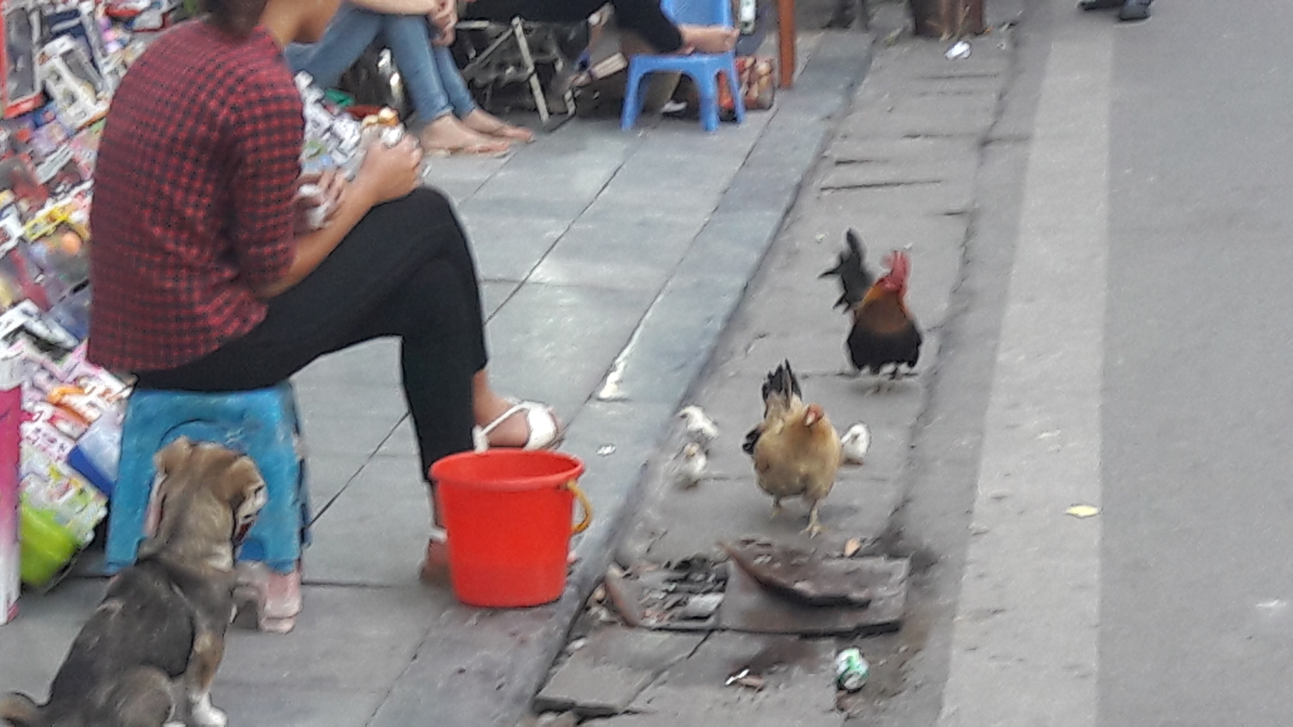 Hanoi. Les poules sur le trottoir. JM.20180306_173818