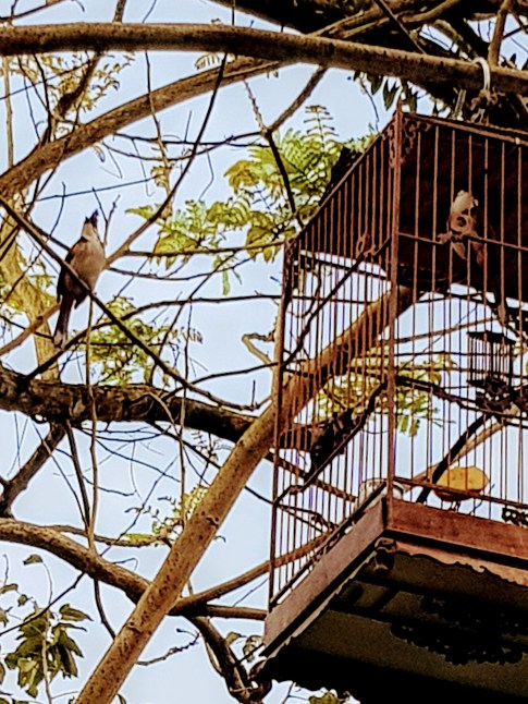 Hué. Cité impériale. L'oiseau musicien_105518