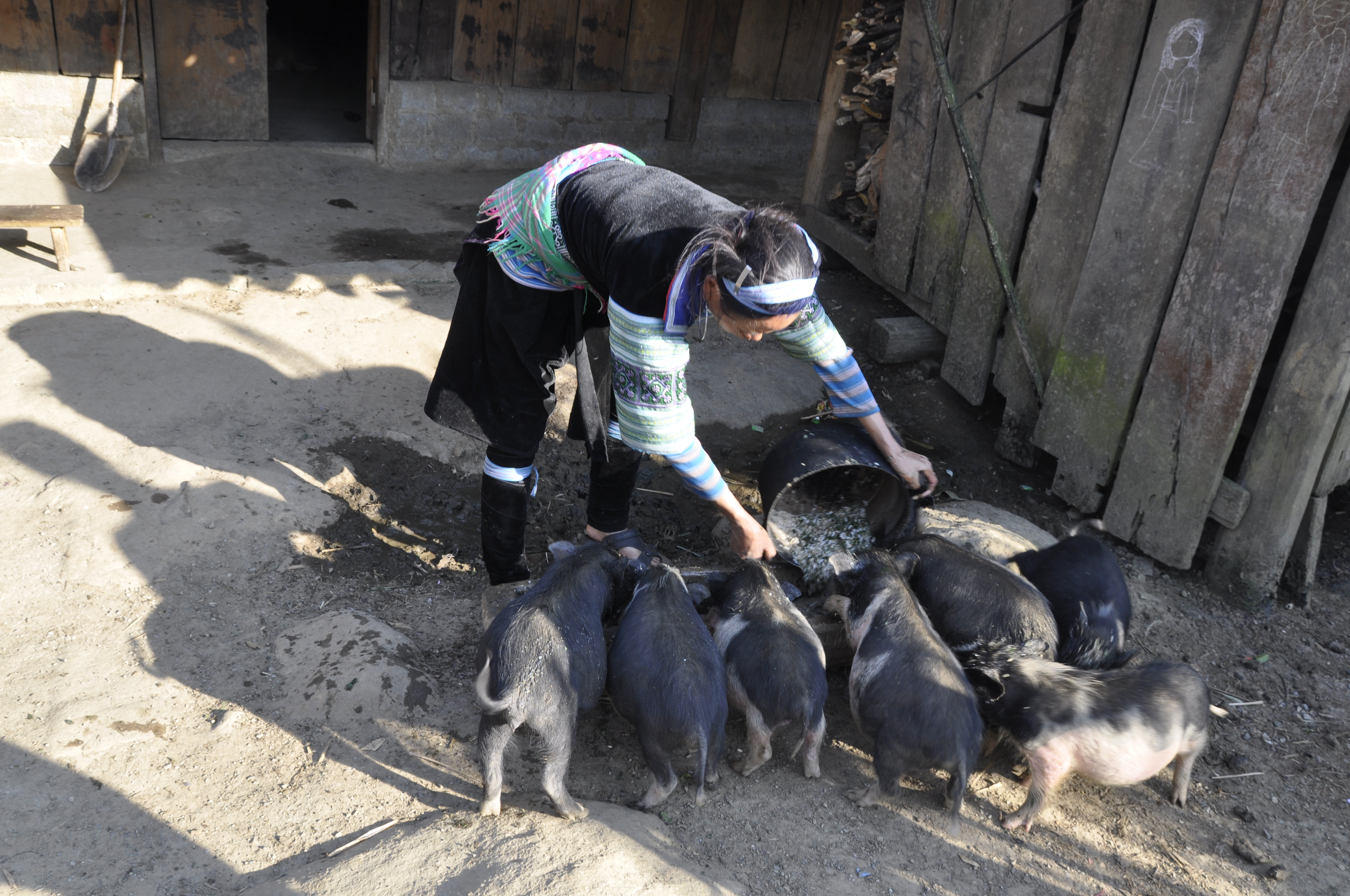 Sapa les porcelets_DSC0399