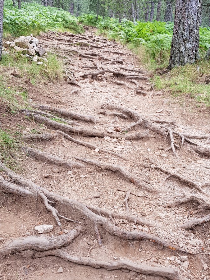 Bavella racines20180727_131617