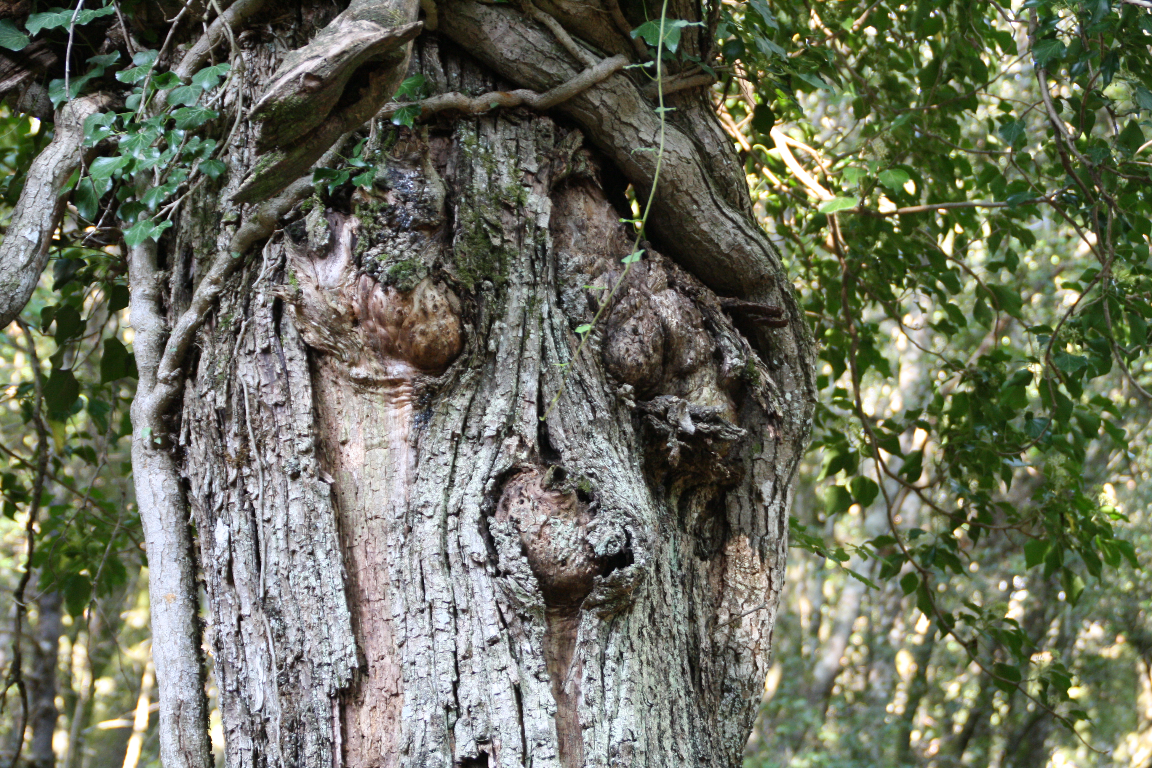 Cucuruzzu la forêtIMG_6110