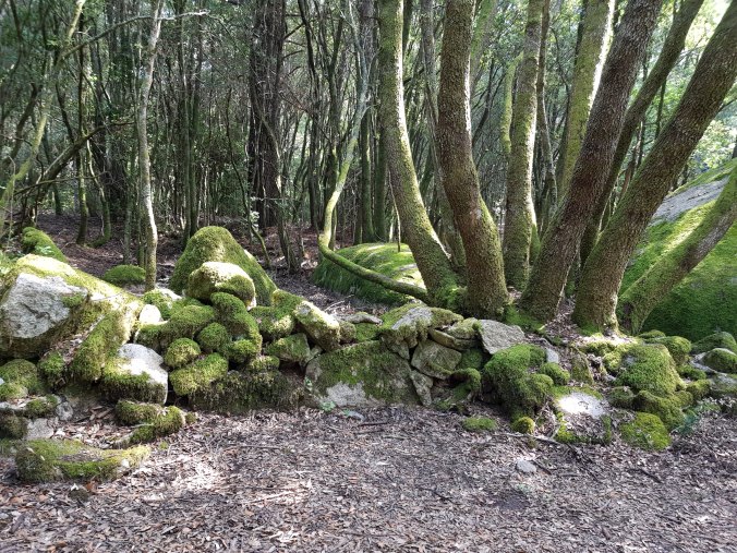 Cucuruzzu. Le bois20180821_145951