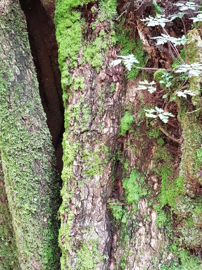 Cucuruzzu20180821_142206