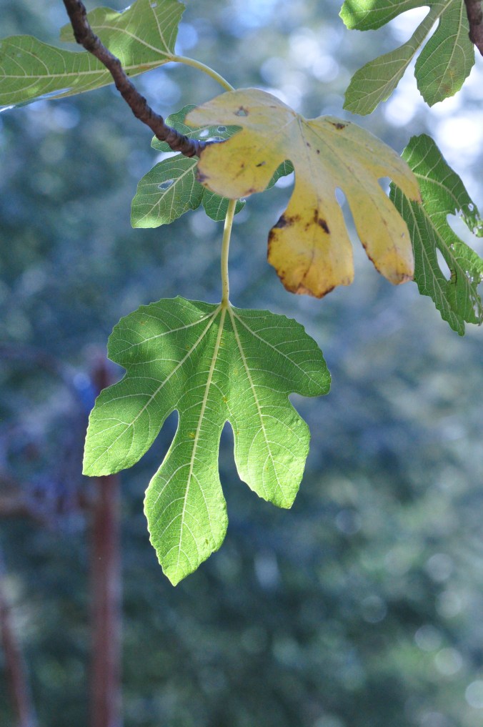 deux feuilles de figuierDSC_0012