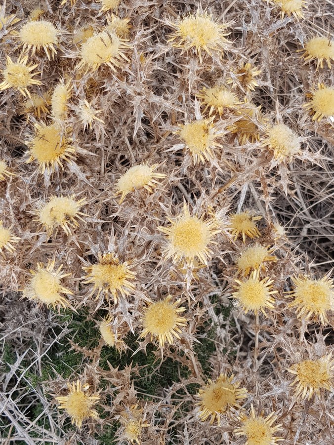 Lavezzi 20180822_154455