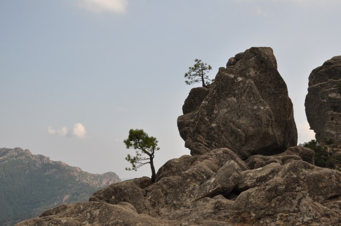 les deux pinsDSC_0042