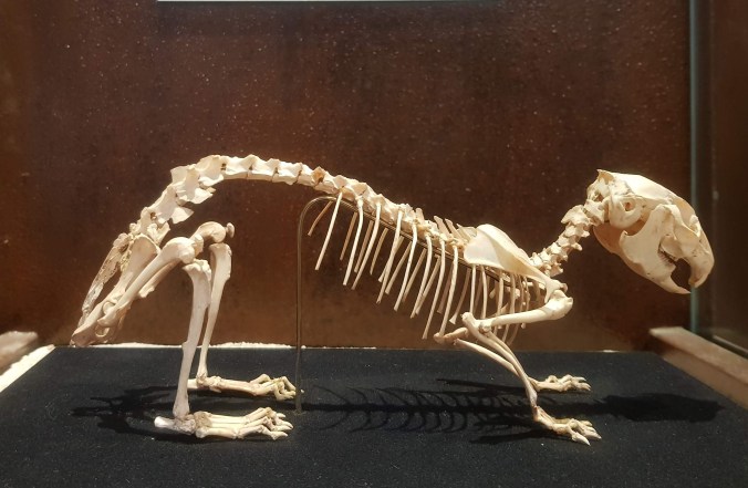 Prolagus 20180821_114107 (1).jpg