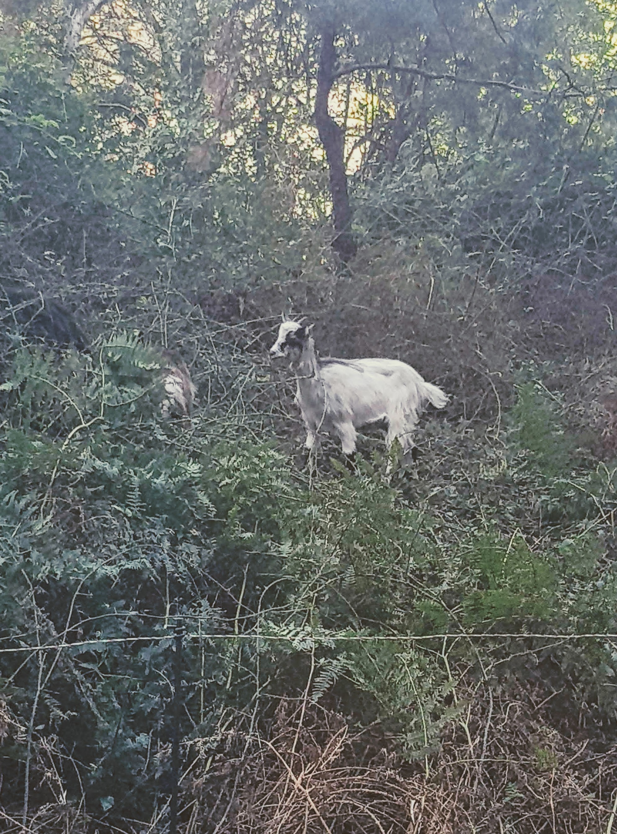 BNF La chèvre débroussailleuse