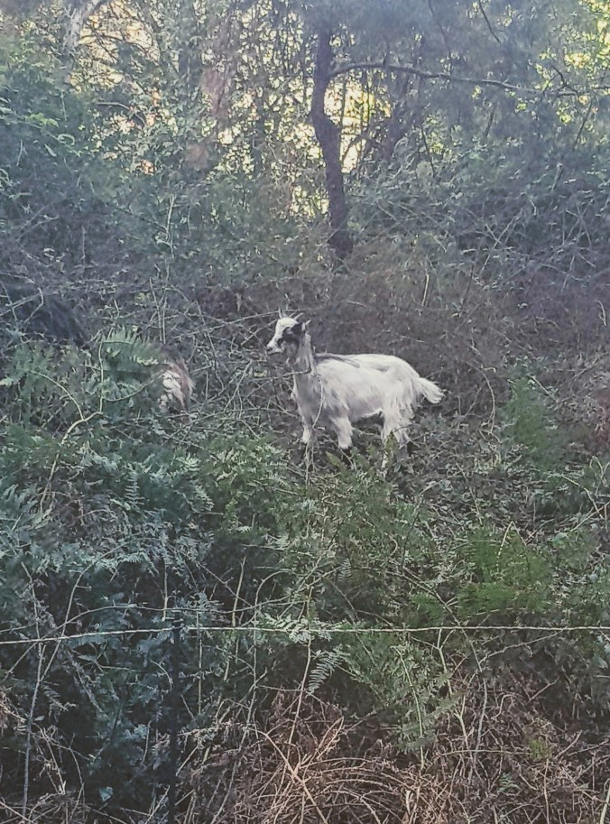BNF La chèvre débroussailleuse