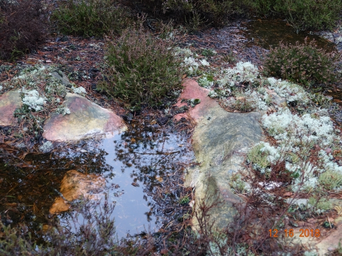 Fontainebleau. Coquibus. Lichens.JPG
