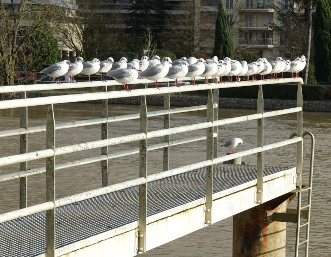 Mouettes au soleil. Côté face